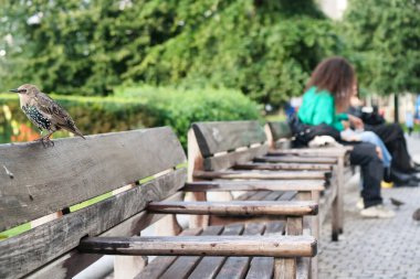 Londra 'daki Jubilee Gardens Parkı' nda Westminster, İngiltere 'nin Merkez Londra Başkenti. Görüntü 2 Ağustos 2023 'te çekildi.