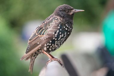 Londra 'daki Jubilee Gardens Parkı' nda Westminster, İngiltere 'nin Merkez Londra Başkenti. Görüntü 2 Ağustos 2023 'te çekildi.