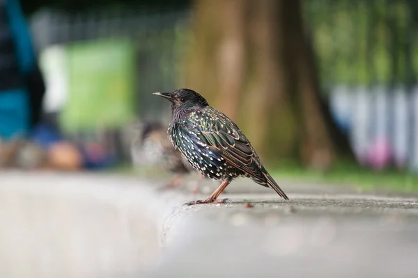 Very Cute Little Bird Jubilee Gardens Park London Eye Westminster — Stock Photo, Image