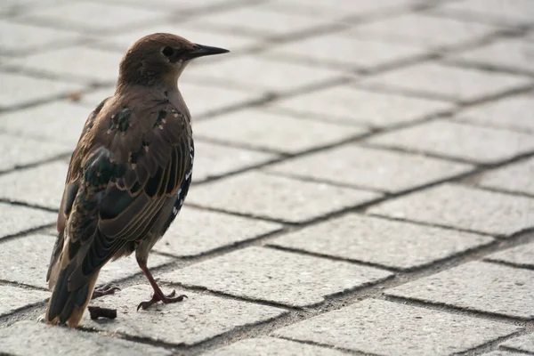 Very Cute Little Bird Jubilee Gardens Park London Eye Westminster — Stock Photo, Image