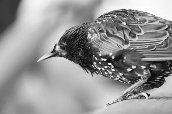 Bardzo Ładny Mały Ptaszek Jubilee Gardens Park Londynie Oko Westminster — Zdjęcie stockowe