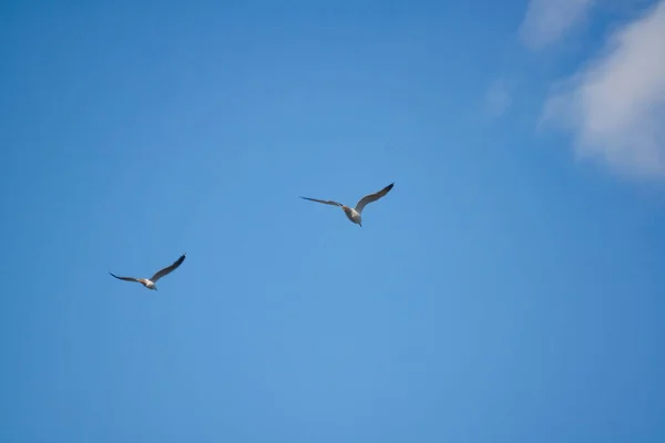 Seagull Flying Sky Blue Background — Stock Photo, Image