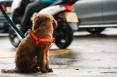 Şirin kahverengi köpek yolda oturuyor.