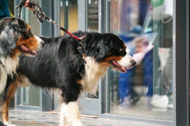 Şirin Evcil Köpeği, İngiltere 'nin Londra şehrindeki bir halk parkında poz veriyor. 23 Mayıs 2023.