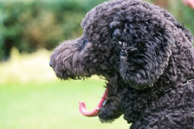 Londra şehir parkındaki sevimli siyah köpek.