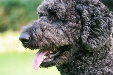 Londra şehir parkındaki sevimli siyah köpek.