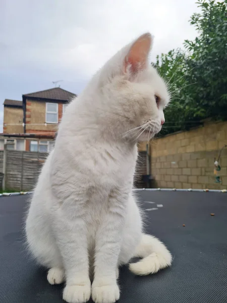 英国卢顿镇的家花园里有一只可爱的波斯猫咪 图片拍摄于2023年8月13日 — 图库照片