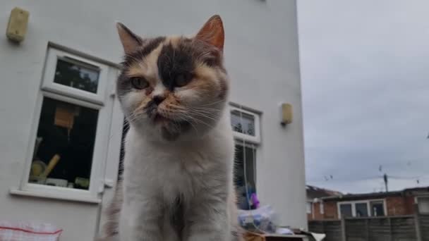 Cute Persian Kitten Poses Home Garden Luton Town England Imagem — Vídeo de Stock
