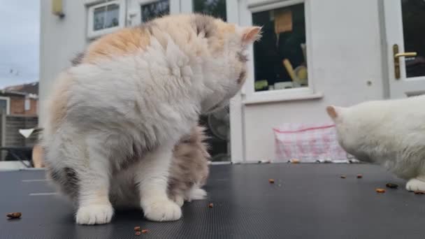 Cute Persian Kitten Poses Home Garden Luton Town England Reino — Vídeo de stock