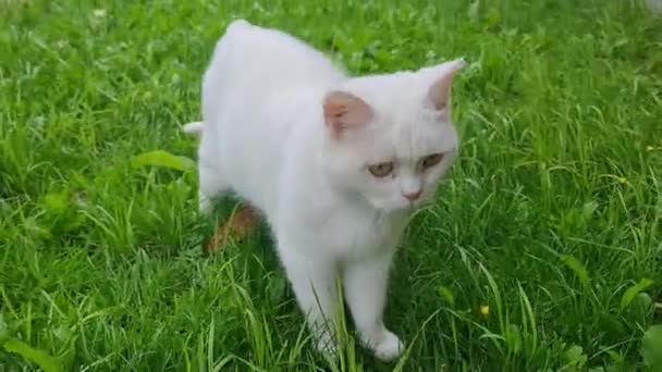 Cute Kociak Perski Pozuje Ogrodzie Luton Town England Obraz Został — Wideo stockowe