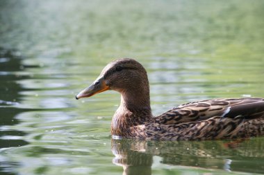 İngiltere, İngiltere 'deki Bedford City' deki Yerel Park Gölü 'nde Şirin Su Kuşu. Görüntü 22 Nisan 2023 'te çekildi.