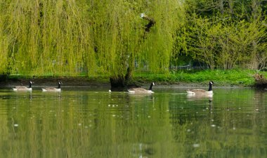 İngiltere, İngiltere 'deki Bedford City' deki Yerel Park Gölü 'nde Şirin Su Kuşu. Görüntü 22 Nisan 2023 'te çekildi.