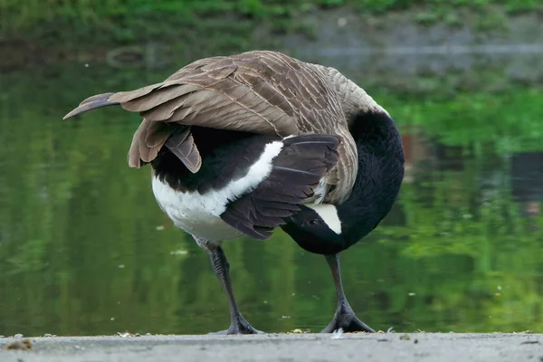 Söt Vattenfågel Vid Local Public Park Lake Bedford City England — Stockfoto