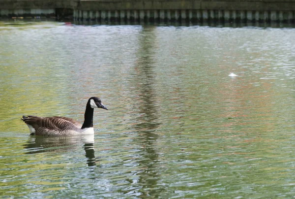 イギリスのベッドフォード シティ イギリスにあるローカルパブリック パークの湖でかわいいウォーターバード 画像は 2023年4月22日に撮影されました — ストック写真