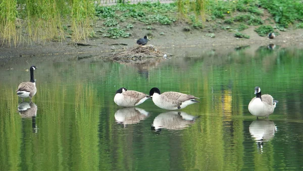Симпатичная Водяная Птица Озере Беф Сити Англии Великобритания Великобритания Изображение — стоковое фото