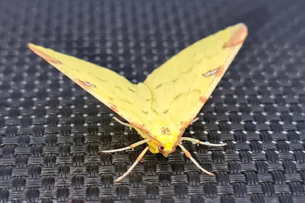 Hermosa Mariposa Amarilla Bebé Polilla — Foto de Stock