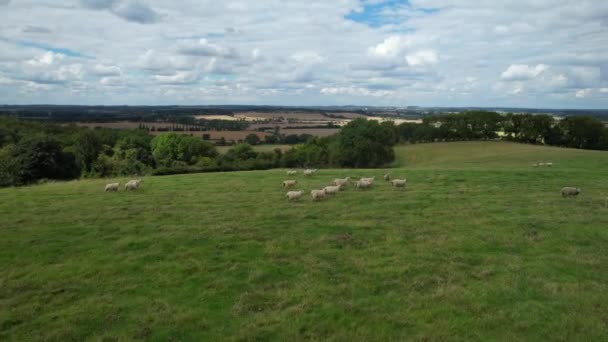 High Angle View British Sheep Farm Gorgeous Landscape Countryside Upper — Vídeo de Stock