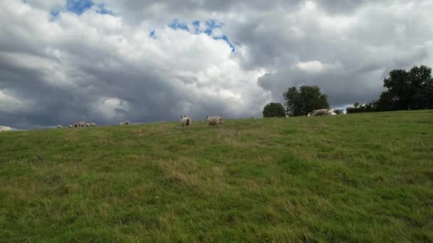 英国大英帝国卢顿 上太阳公园的英国牧羊场 华丽的风景和乡村风光的高角景观 图片拍摄于2023年8月15日 — 图库视频影像