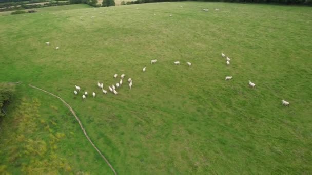 Wysoki Kąt Widzenia British Sheep Farm Wspaniały Krajobraz Wsi Upper — Wideo stockowe