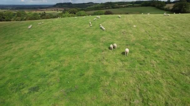 Wysoki Kąt Widzenia British Sheep Farm Wspaniały Krajobraz Wsi Upper — Wideo stockowe