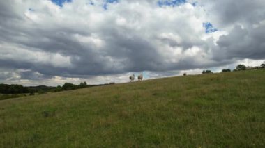 İngiliz Koyun Çiftliği 'nin Yüksek Açı Manzarası ve Muhteşem Manzara ve Yukarı Sundon Park' ın Kırsal Bölgesi, Luton, İngiltere İngiltere. Görüntü 15 Ağustos 2023 'te ele geçirildi.