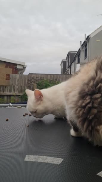 Raza Persa Gato Está Posando Hogar Jardín Luton Ciudad Inglaterra — Vídeo de stock