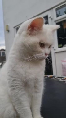 Pers Cins Kedisi İngiltere 'nin Luton kasabasında bir ev bahçesinde poz veriyor.