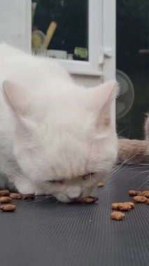 Pers Cins Kedisi İngiltere 'nin Luton kasabasında bir ev bahçesinde poz veriyor.