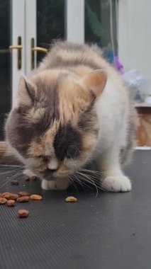 Pers Cins Kedisi İngiltere 'nin Luton kasabasında bir ev bahçesinde poz veriyor.