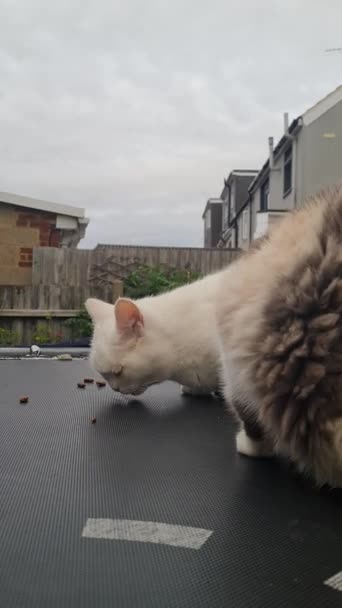 Persian Breed Cat Posing Home Garden Luton Town England — Stock Video