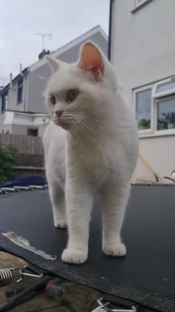 Persian Breed Cat Posa Giardino Domestico Luton Town Inghilterra — Video Stock