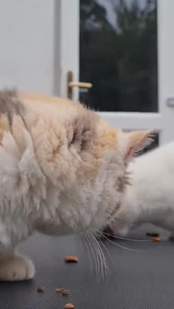 Raza Persa Gato Está Posando Hogar Jardín Luton Ciudad Inglaterra — Vídeo de stock