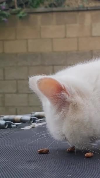 Περσική Φυλή Cat Είναι Posing Ένα Σπίτι Κήπο Στο Luton — Αρχείο Βίντεο
