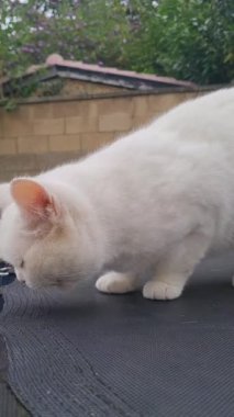 Pers Cins Kedisi İngiltere 'nin Luton kasabasında bir ev bahçesinde poz veriyor.