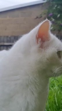 Pers Cins Kedisi İngiltere 'nin Luton kasabasında bir ev bahçesinde poz veriyor.