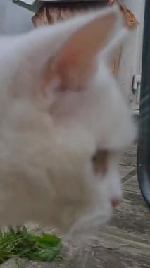 Pers Cins Kedisi İngiltere 'nin Luton kasabasında bir ev bahçesinde poz veriyor.