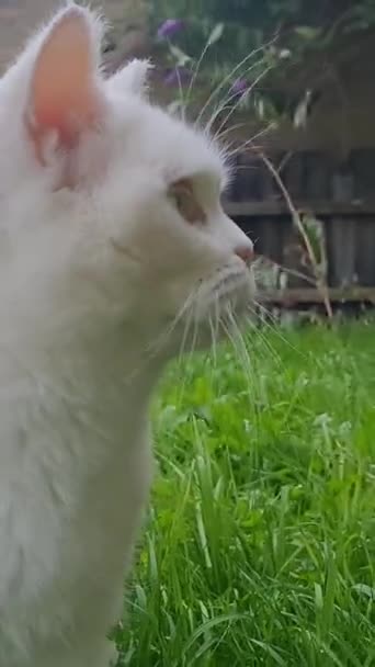 英国卢顿镇的一个家庭花园中 一只波斯母猫正栖息着 — 图库视频影像