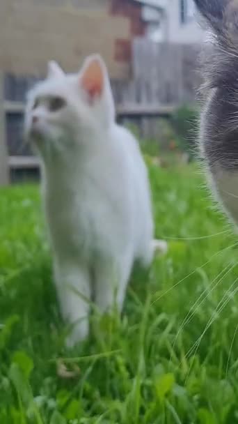 페르시아 고양이는 영국의 타운의 가든에서 — 비디오