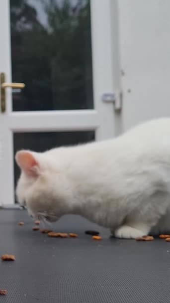 Pisica Rasă Persană Află Într Grădină Interioară Orașul Luton Din — Videoclip de stoc