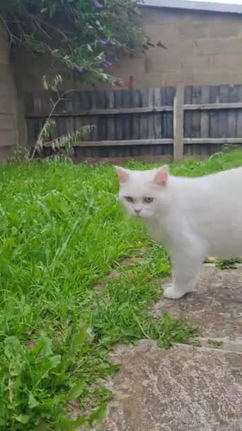 Raça Persa Gato Está Posando Jardim Casa Cidade Luton Inglaterra — Vídeo de Stock