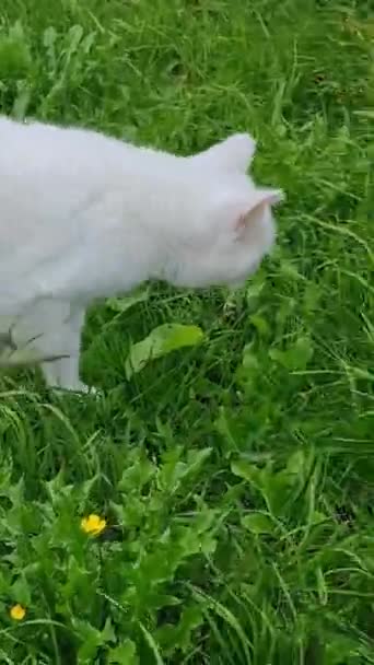 Raza Persa Gato Está Posando Hogar Jardín Luton Ciudad Inglaterra — Vídeos de Stock