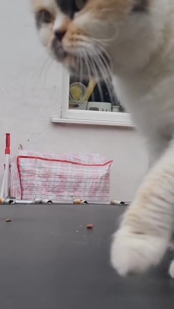 英国卢顿镇的一个家庭花园中 一只波斯母猫正栖息着 — 图库视频影像
