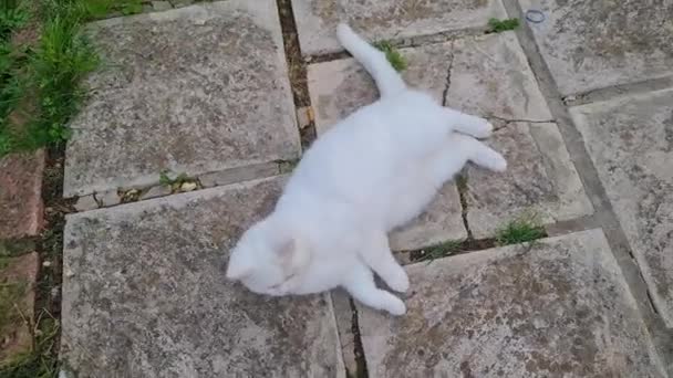 Pers Cins Kedisi Ngiltere Nin Luton Kasabasında Bir Bahçesinde Poz — Stok video