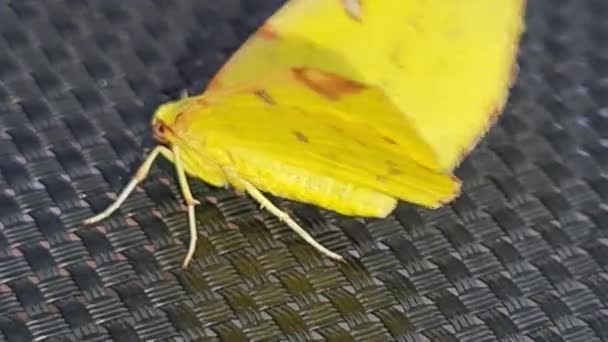 Schöne Gelbe Baby Motte Schmetterling — Stockvideo