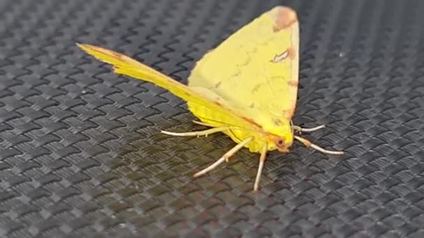 Mooie Gele Babyvlinder Vlinder Vlinder — Stockvideo