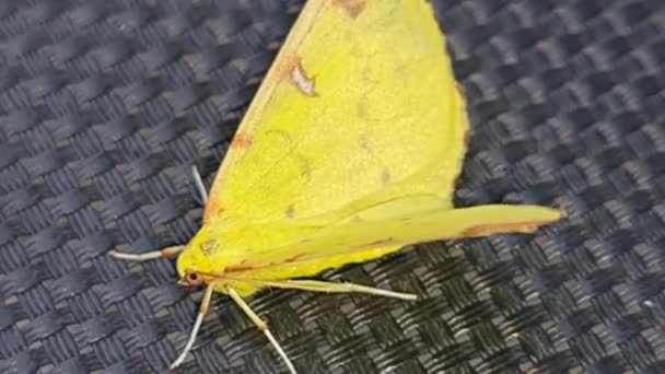 Όμορφη Κίτρινη Πεταλούδα Πεταλούδα Σκώρος — Αρχείο Βίντεο
