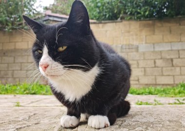 Şirin Kedicik İngiltere 'nin Luton kentindeki Home Garden' da poz veriyor.