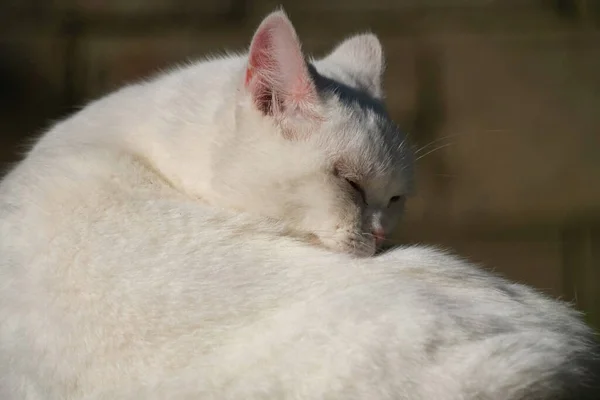 Cute Kitten Posa Nel Giardino Domestico Luton Inghilterra — Foto Stock