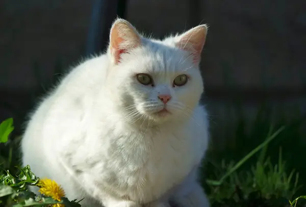 英国卢顿 一只可爱的小猫正栖息在自家花园里 — 图库照片
