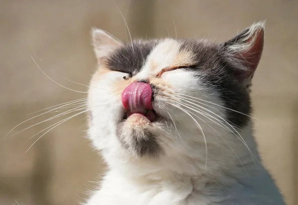 귀여운 고양이는 루턴의 가든에서 포즈를 취하고 있습니다 — 스톡 사진